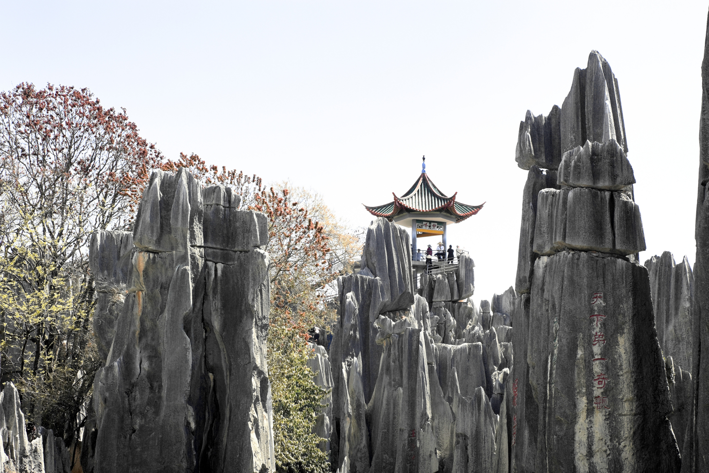 stone forest (4).webp